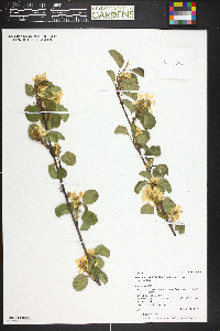 Amelanchier alnifolia image