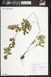 Thalictrum fendleri image