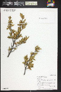 Cercocarpus ledifolius image