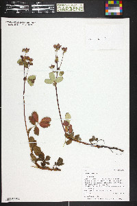 Comarum palustre image