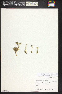 Draba fladnizensis image