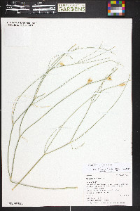 Astragalus rafaelensis image