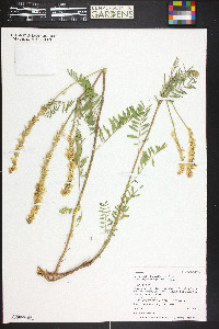 Astragalus bisulcatus image