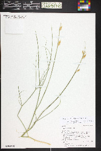 Astragalus rafaelensis image