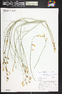 Astragalus rafaelensis image