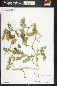 Astragalus cicer image