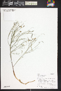 Astragalus convallarius image