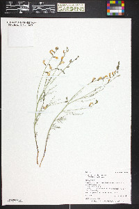 Astragalus convallarius image