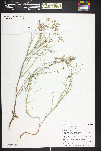 Astragalus convallarius image