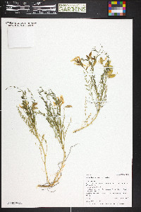 Astragalus debequaeus image