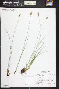 Carex occidentalis image