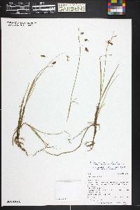 Carex magellanica subsp. irrigua image