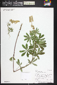 Lupinus argenteus var. fulvomaculatus image