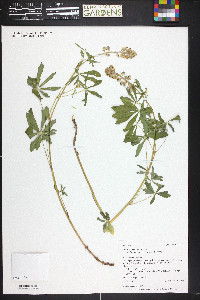 Lupinus argenteus var. fulvomaculatus image