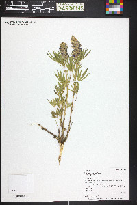 Lupinus argenteus var. argenteus image