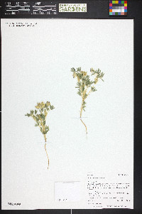 Lupinus kingii image