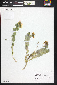 Astragalus asclepiadoides image