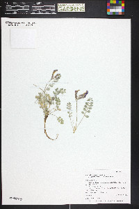 Astragalus amphioxys image