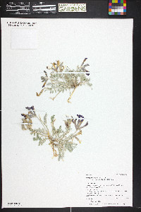 Astragalus amphioxys image