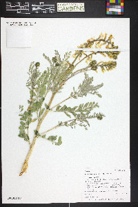 Astragalus drummondii image