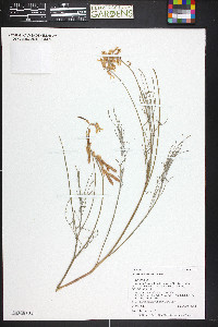 Astragalus lonchocarpus image