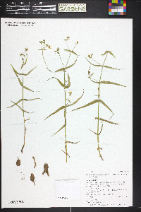 Pseudostellaria jamesiana image