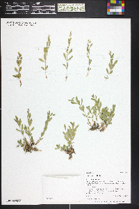 Silene menziesii image