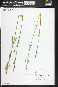 Silene drummondii image