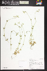 Cerastium fontanum subsp. vulgare image