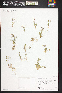 Cerastium beeringianum image