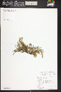 Sabulina macrantha image