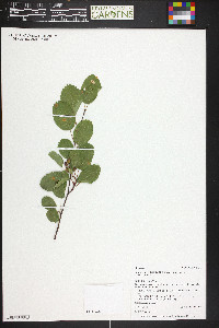 Amelanchier alnifolia image