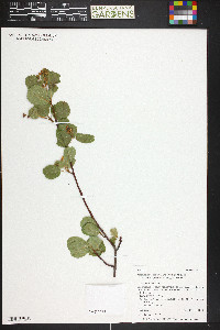 Amelanchier pumila image