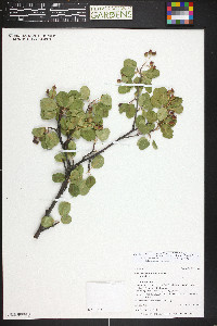 Amelanchier utahensis image