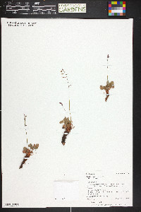 Heuchera rubescens image