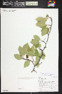 Crataegus rivularis image