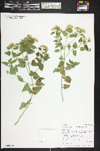 Ageratina herbacea image