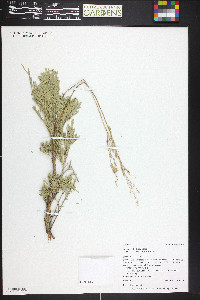 Artemisia tridentata subsp. vaseyana image