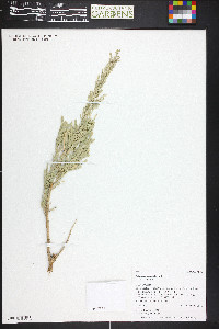 Artemisia tridentata var. tridentata image