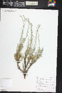 Artemisia tridentata subsp. wyomingensis image