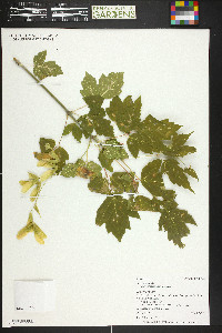 Acer negundo var. violaceum image