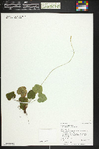 Mitella stauropetala image