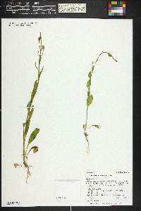 Nicotiana attenuata image