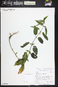 Urtica gracilis image