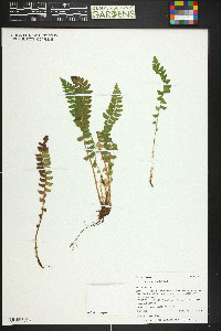 Polystichum lonchitis image