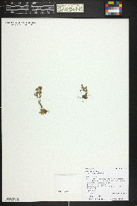 Saxifraga adscendens image