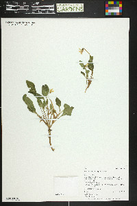 Viola praemorsa image