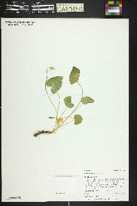 Viola nephrophylla image