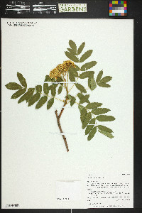 Sorbus scopulina image