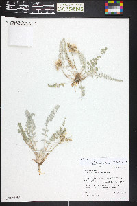 Astragalus mollissimus image